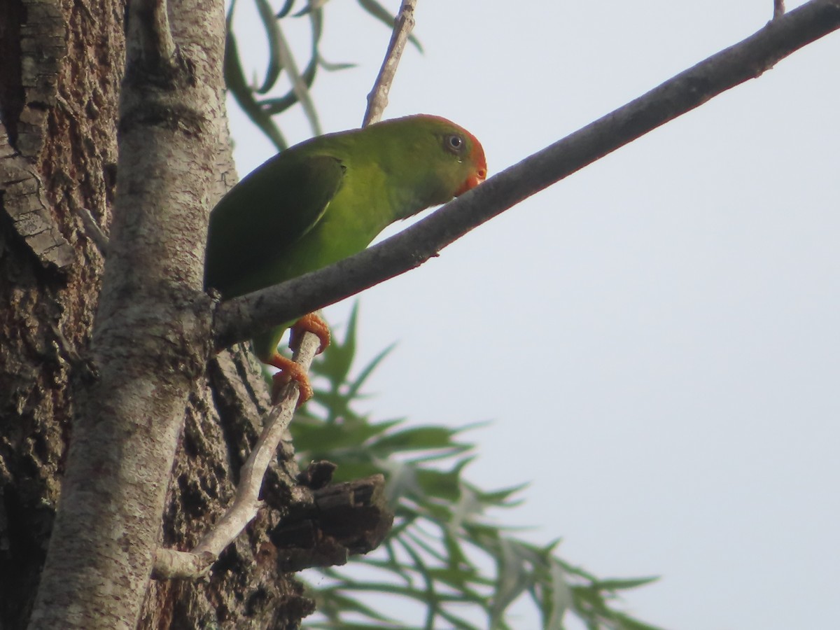 ズアカサトウチョウ - ML644733294