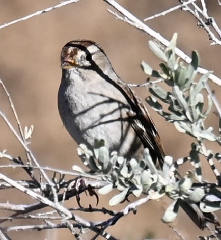 ミヤマシトド - ML644733304