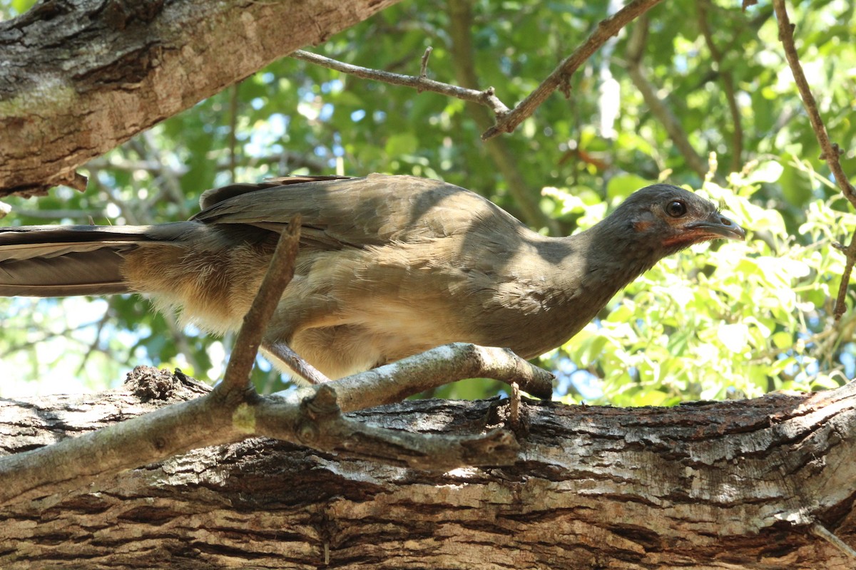 Plain Chachalaca - ML644733306