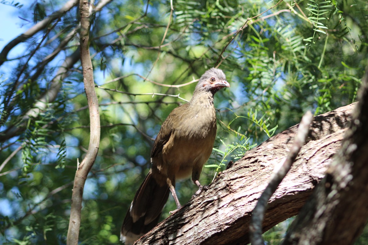 Ortalide chacamel - ML644733307