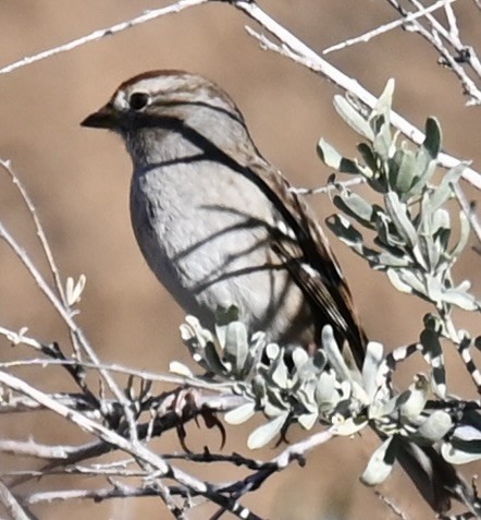 ミヤマシトド - ML644733309