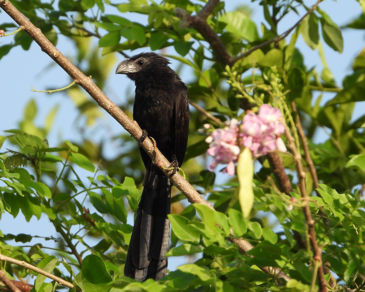 ミゾハシカッコウ - ML644733310