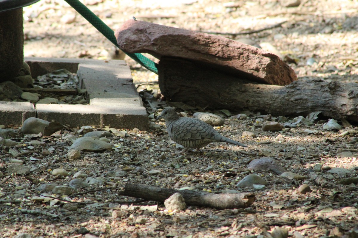 Colombe inca - ML644733321