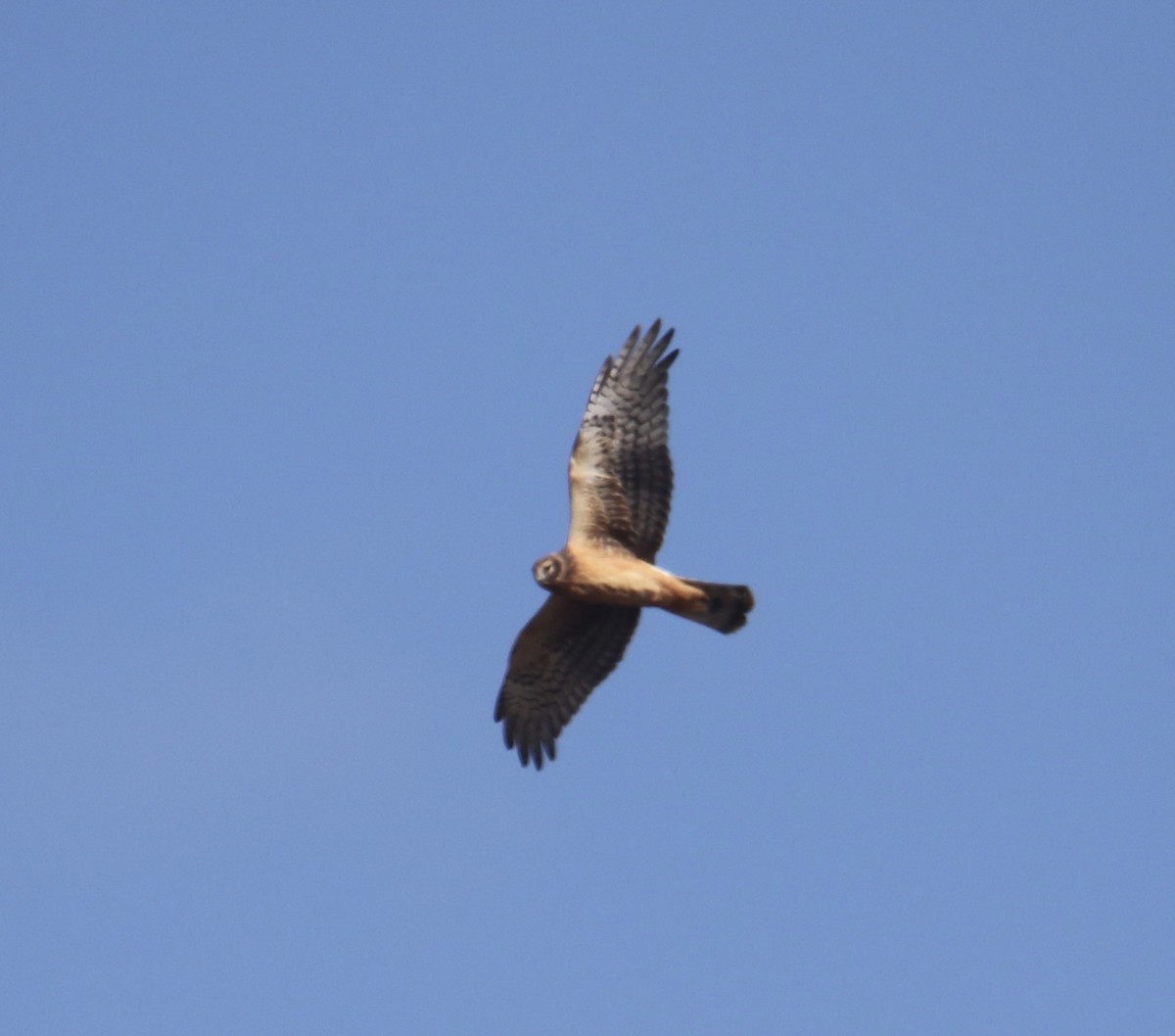 זרון אמריקני - ML644733322