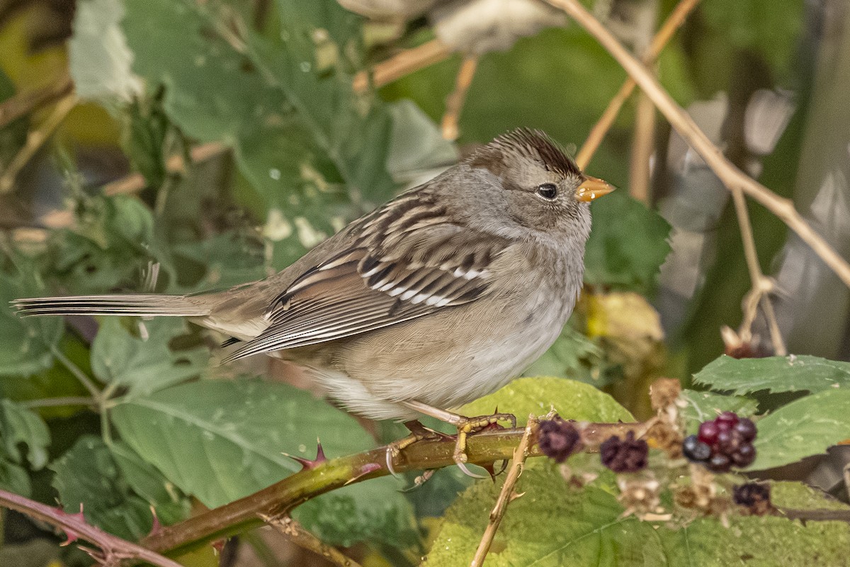 Белобровая овсянка - ML644733324