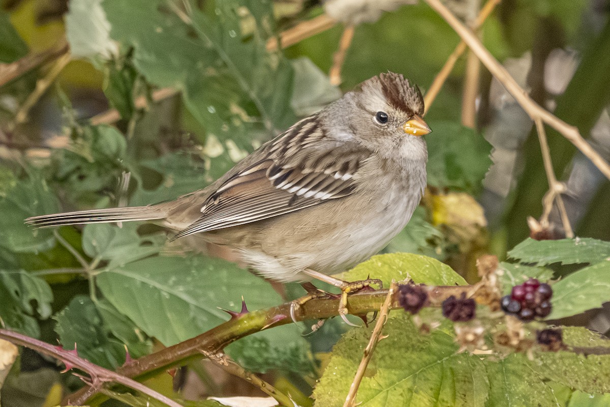 Белобровая овсянка - ML644733329