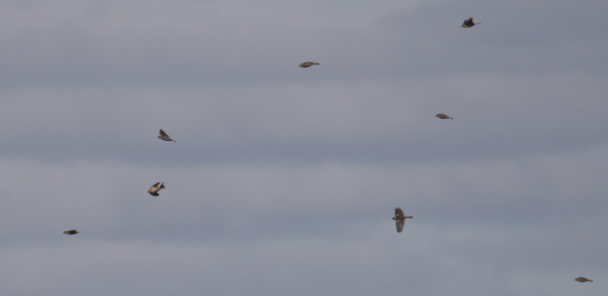 ostružka pestrá - ML644733330