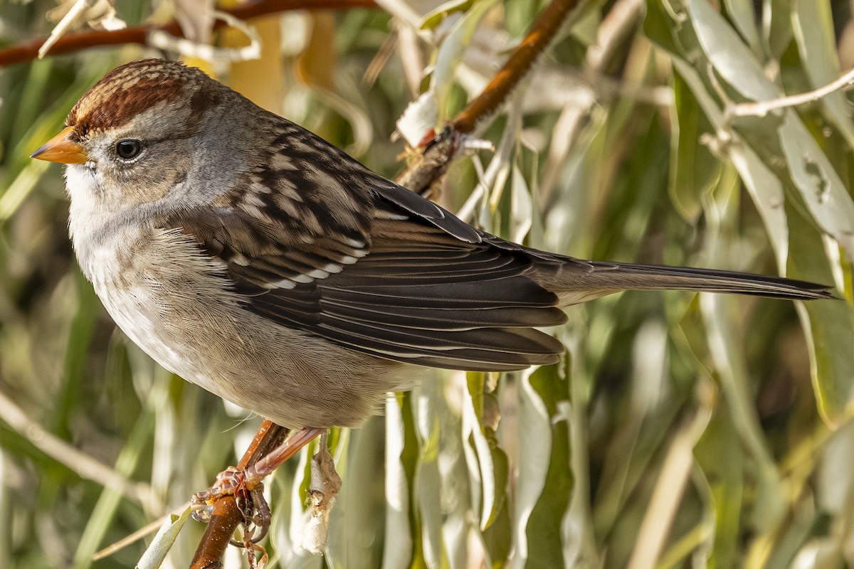 Белобровая овсянка - ML644733331