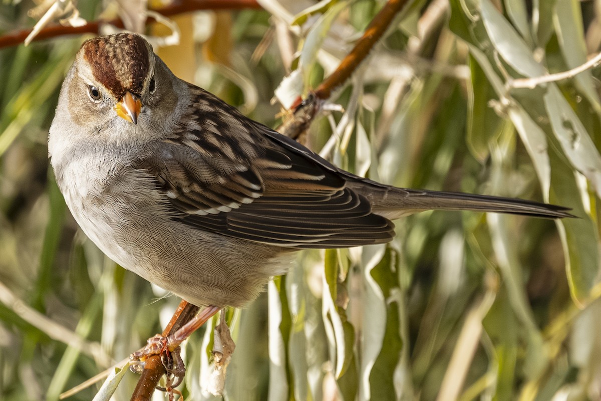 Белобровая овсянка - ML644733332