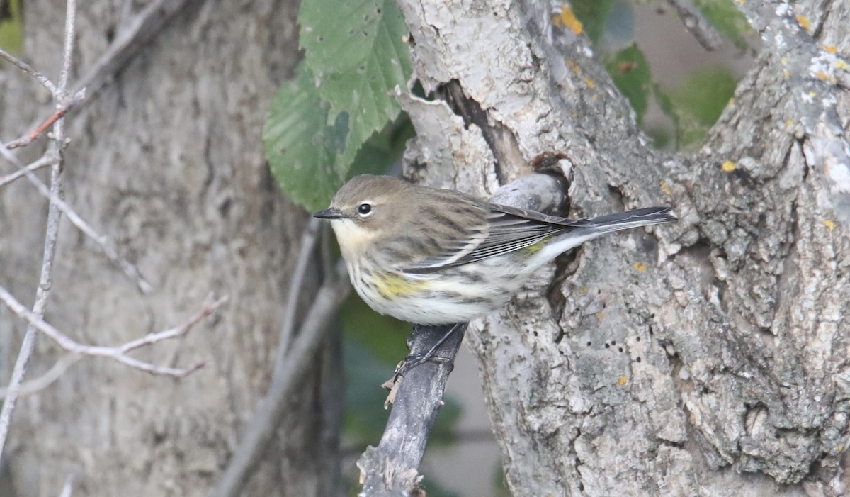 lesňáček žlutoskvrnný - ML644733335