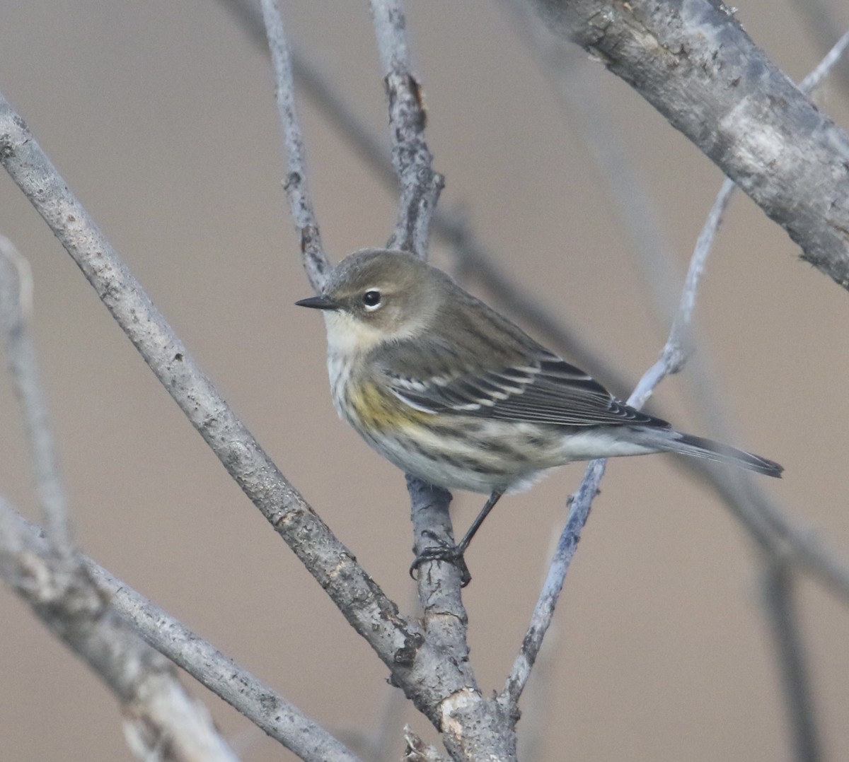 lesňáček žlutoskvrnný - ML644733336