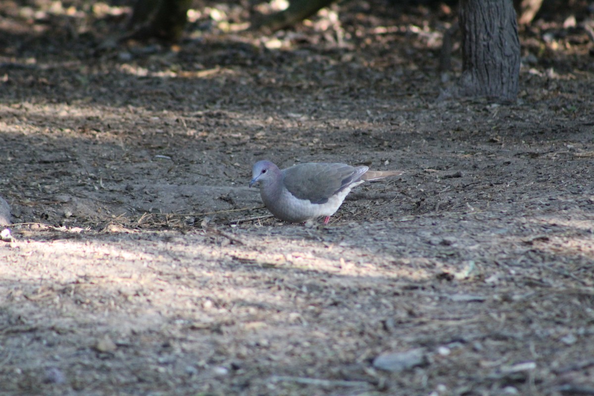 Colombe de Verreaux - ML644733338