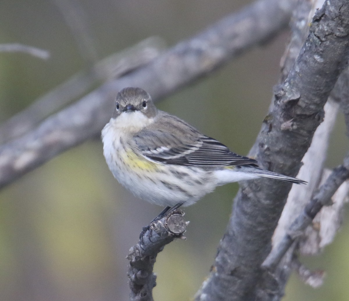Paruline à croupion jaune - ML644733339