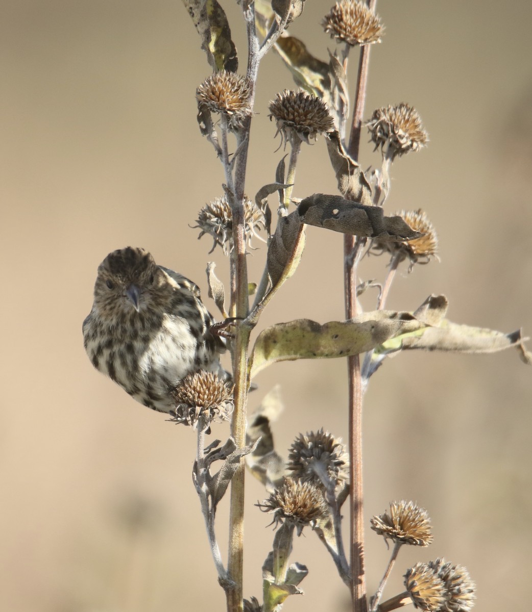 Tarin des pins - ML644733340