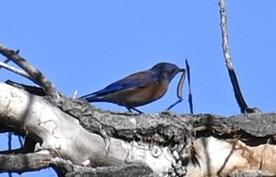 Merlebleu de l'Ouest - ML644733341