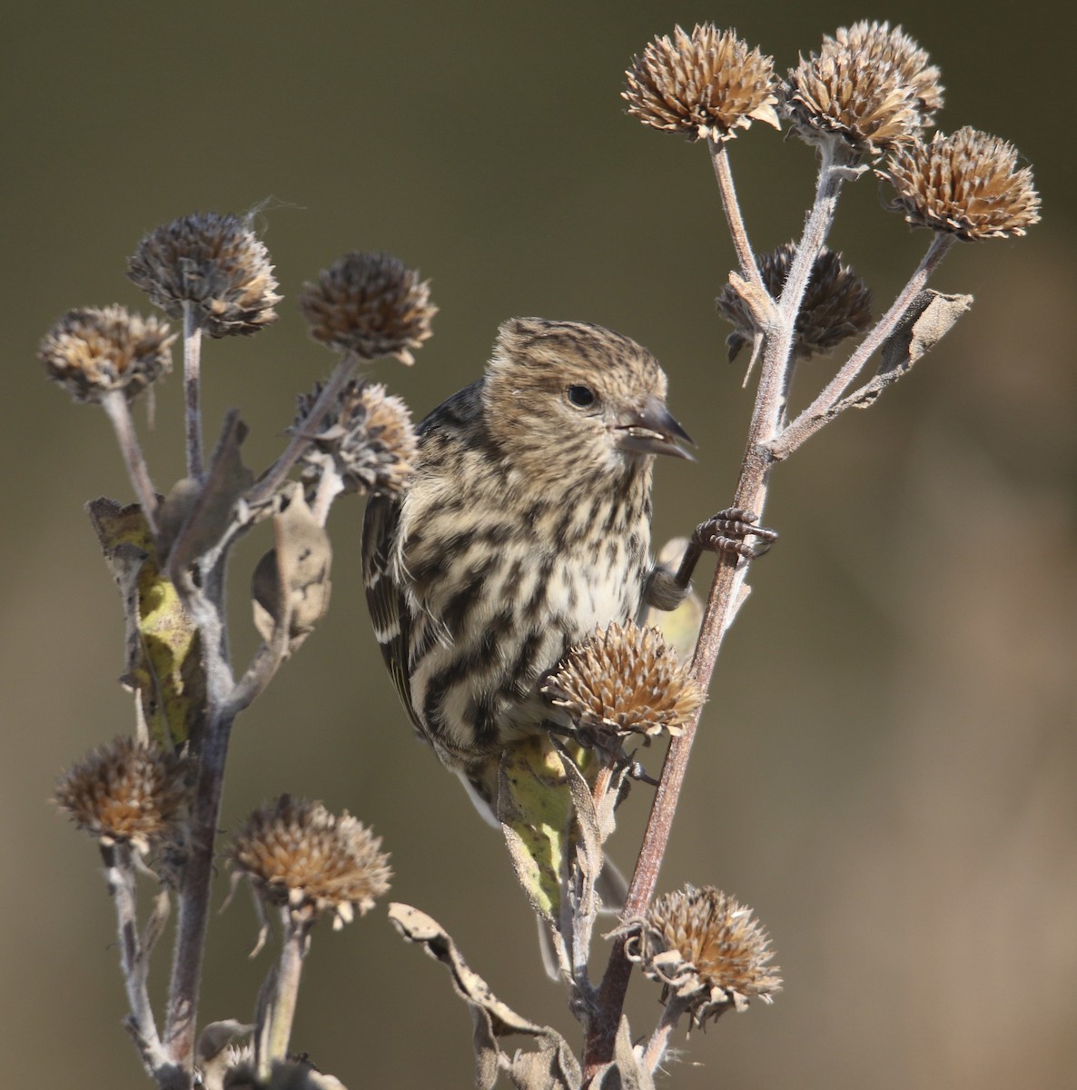 Tarin des pins - ML644733342