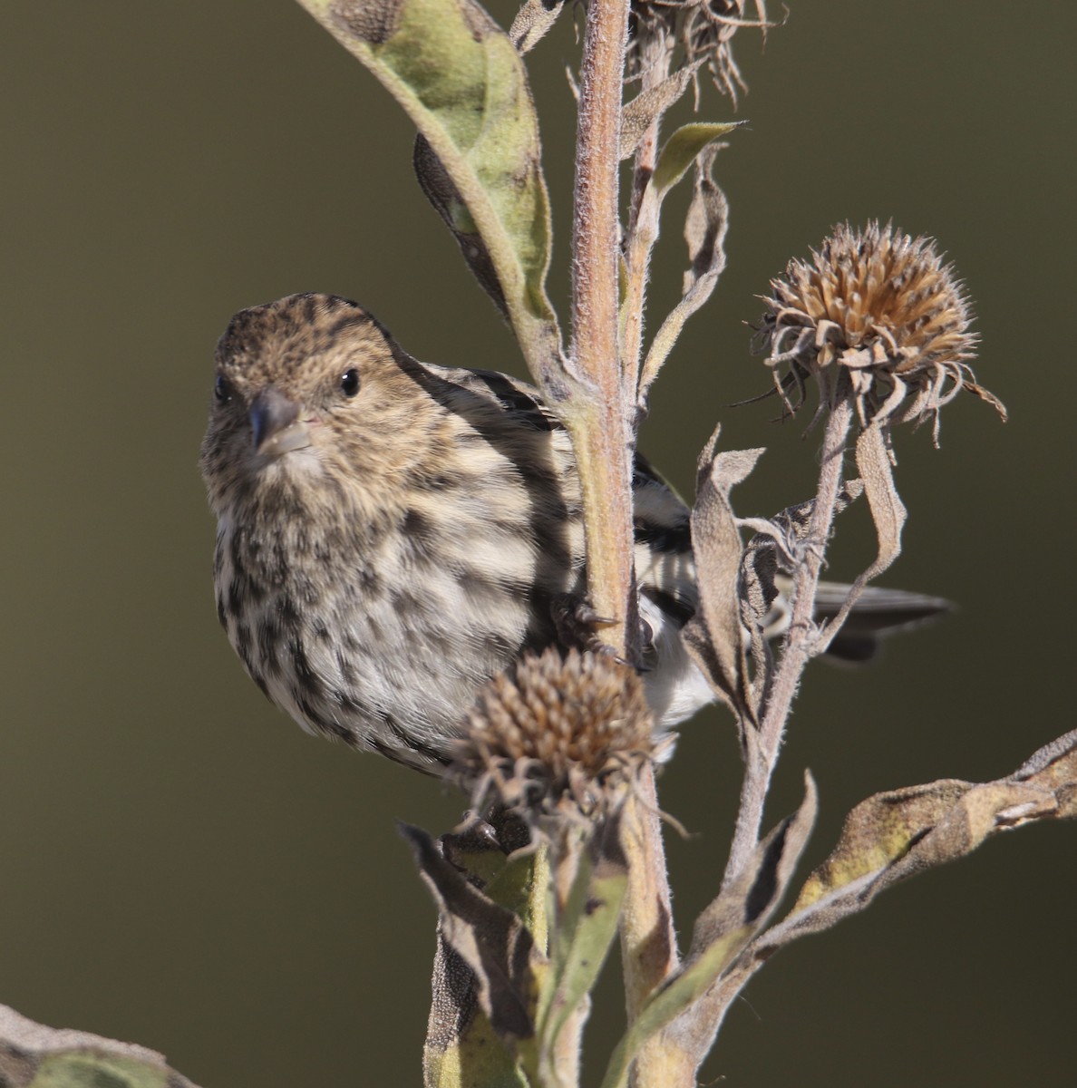 Tarin des pins - ML644733343