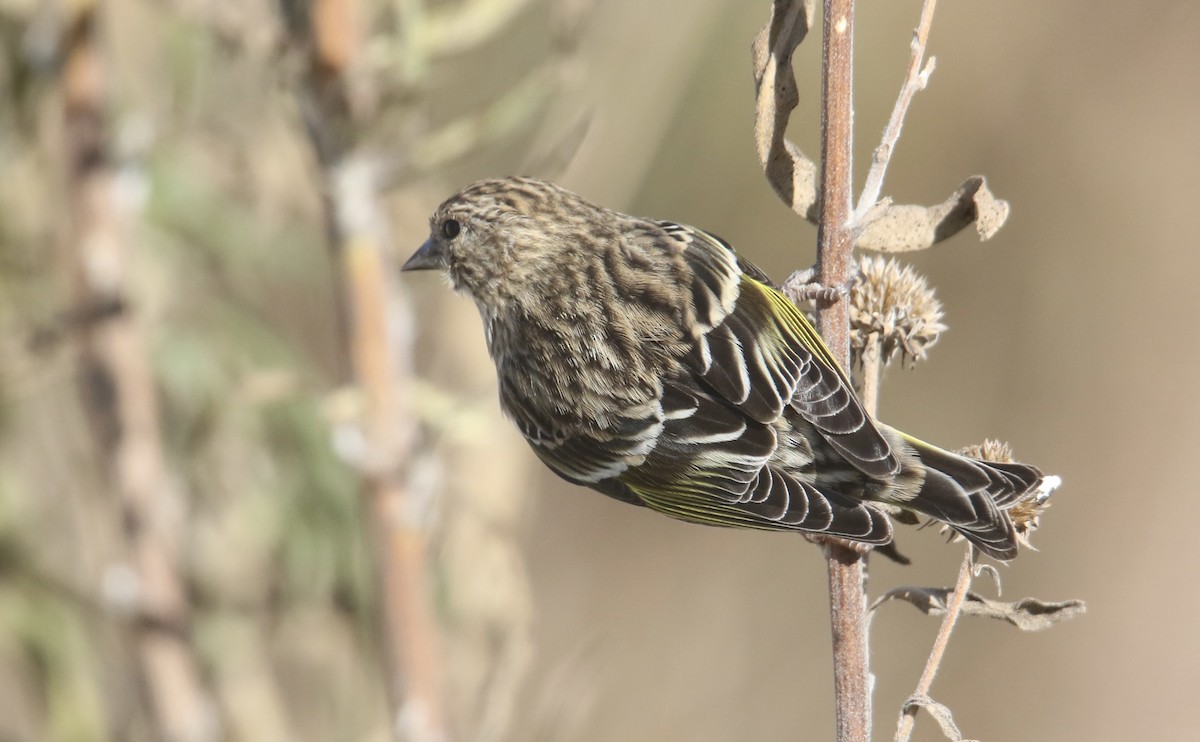 Tarin des pins - ML644733344