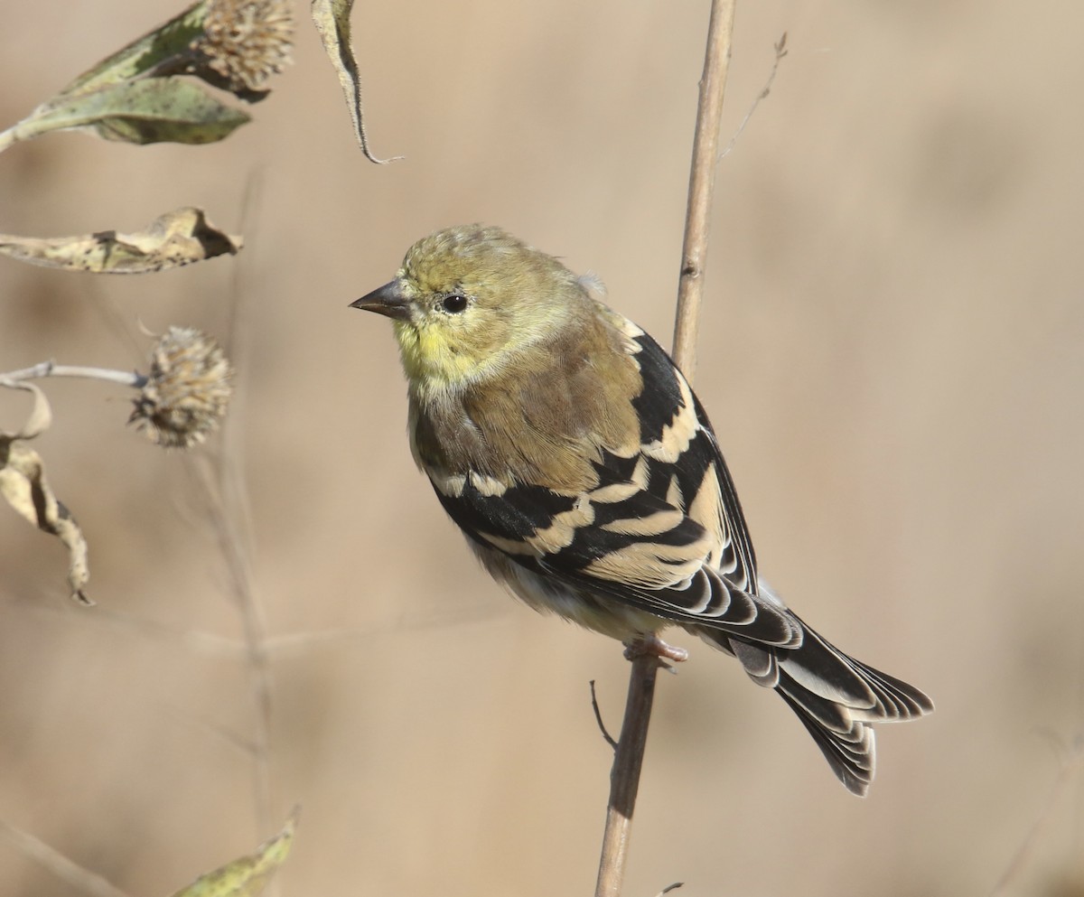 Chardonneret jaune - ML644733345