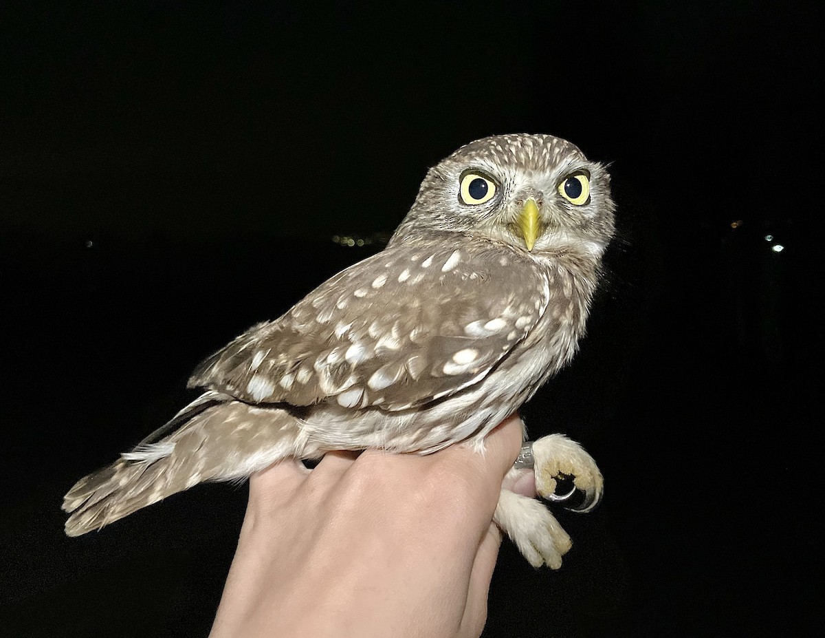 Chevêche d'Athéna - ML644733346