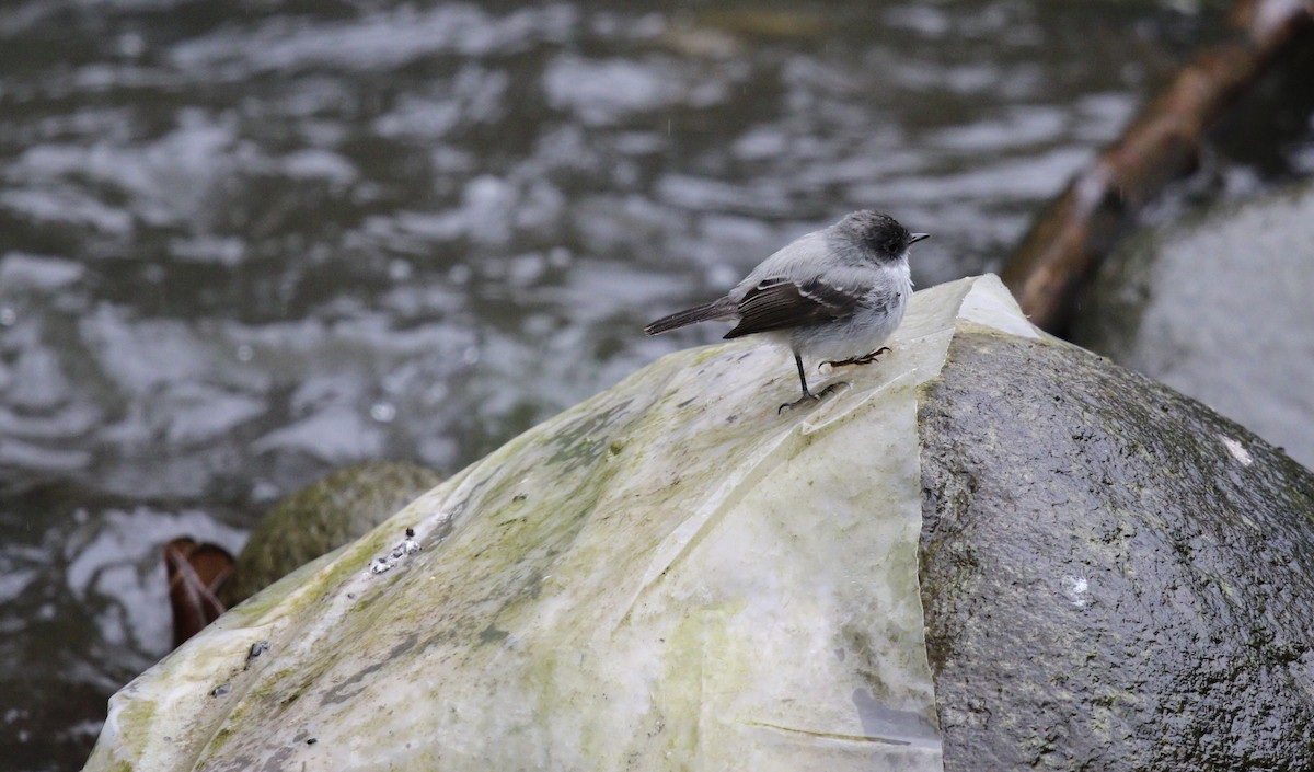 Tyranneau des torrents - ML644733347