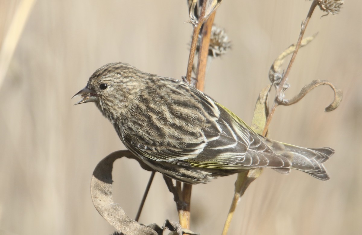 Tarin des pins - ML644733348