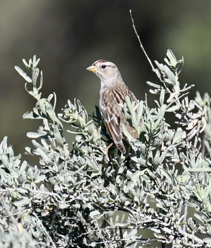 Bruant à couronne blanche - ML644733349