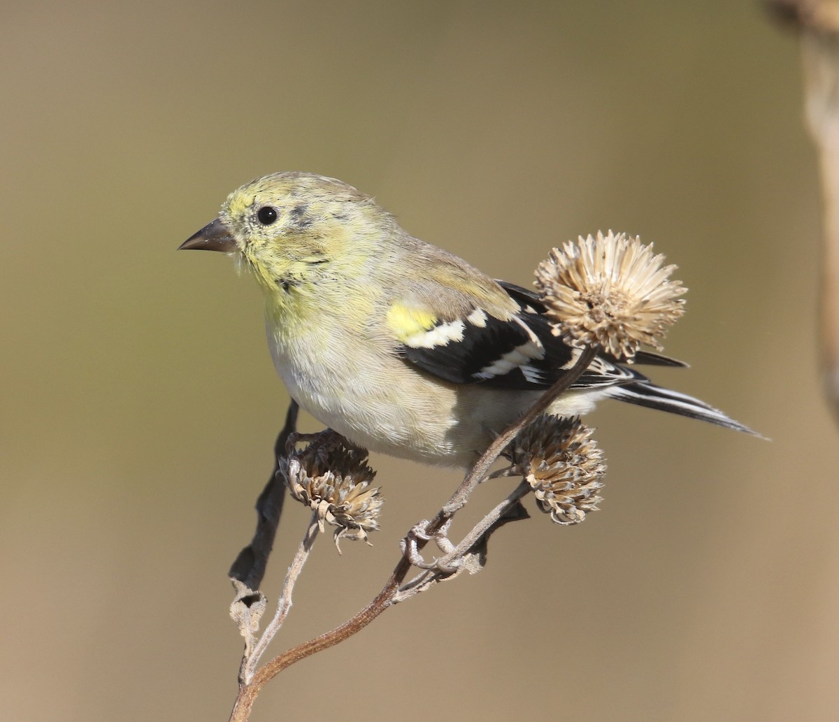 Chardonneret jaune - ML644733351