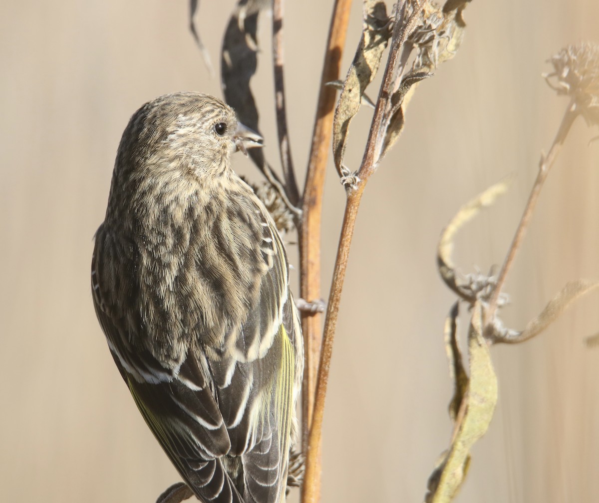 Tarin des pins - ML644733353