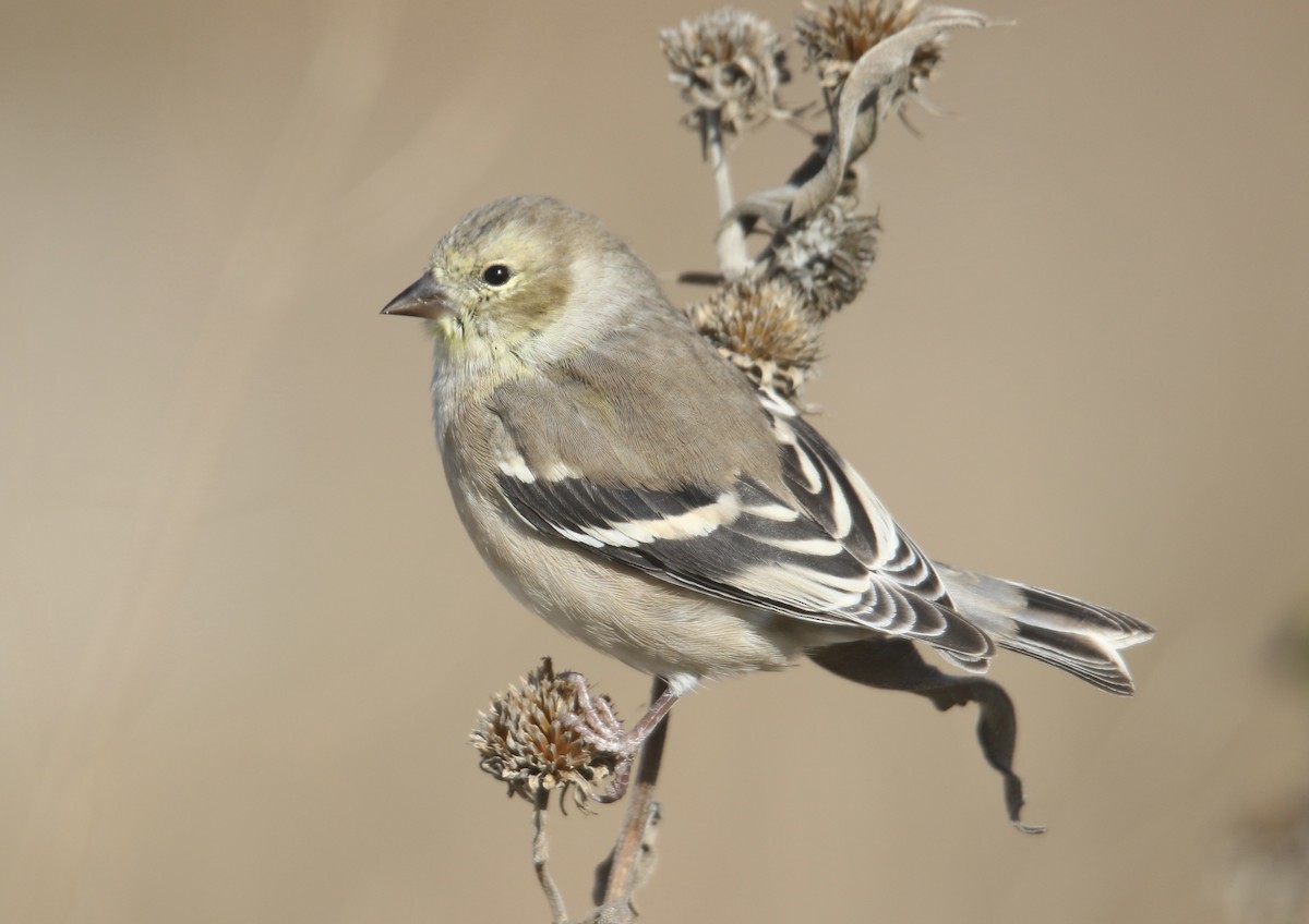 Chardonneret jaune - ML644733354