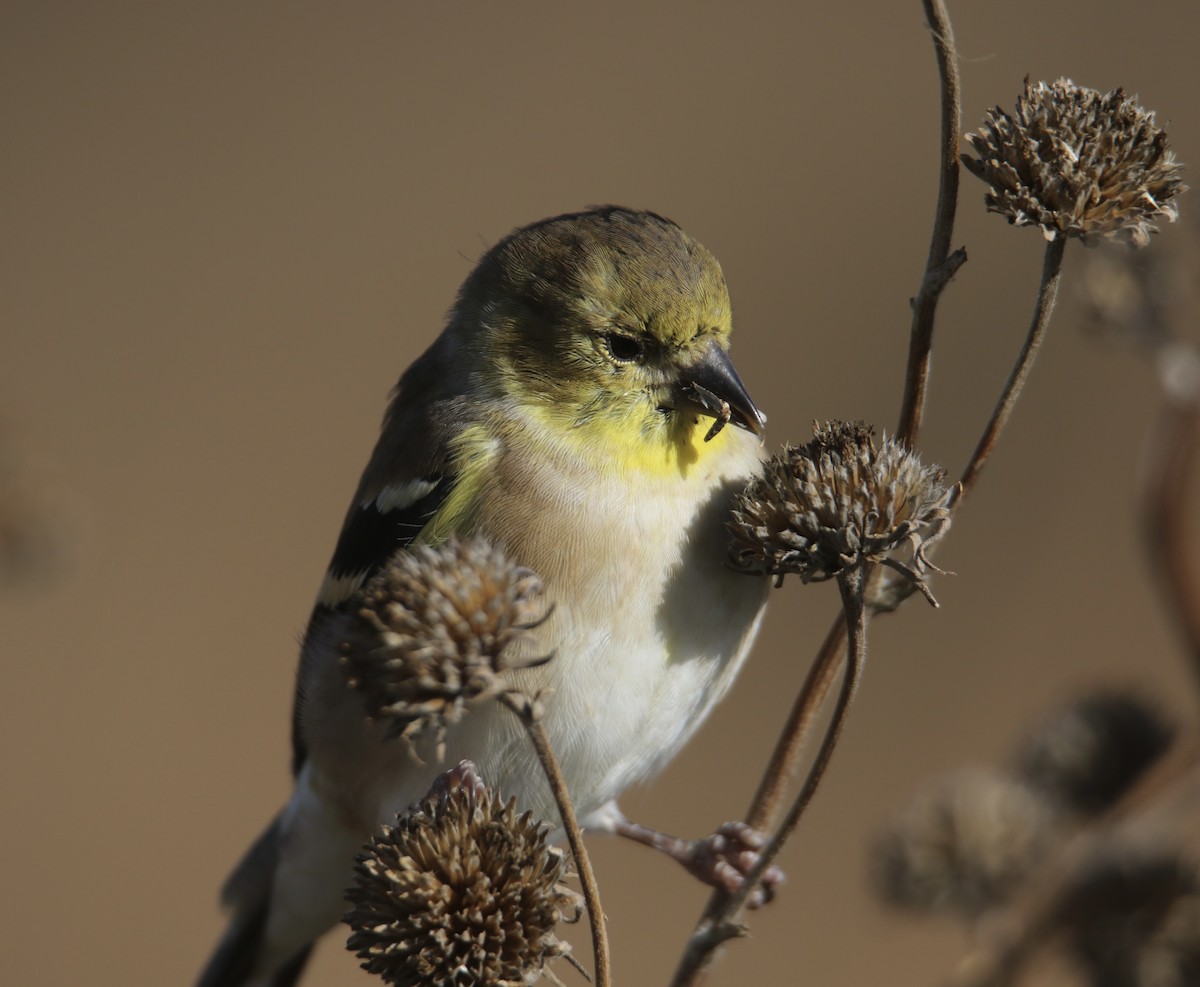 Chardonneret jaune - ML644733355