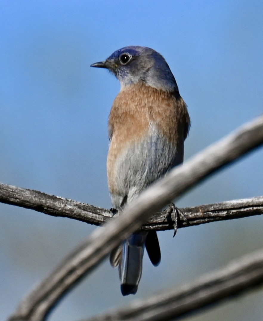 Merlebleu de l'Ouest - ML644733356