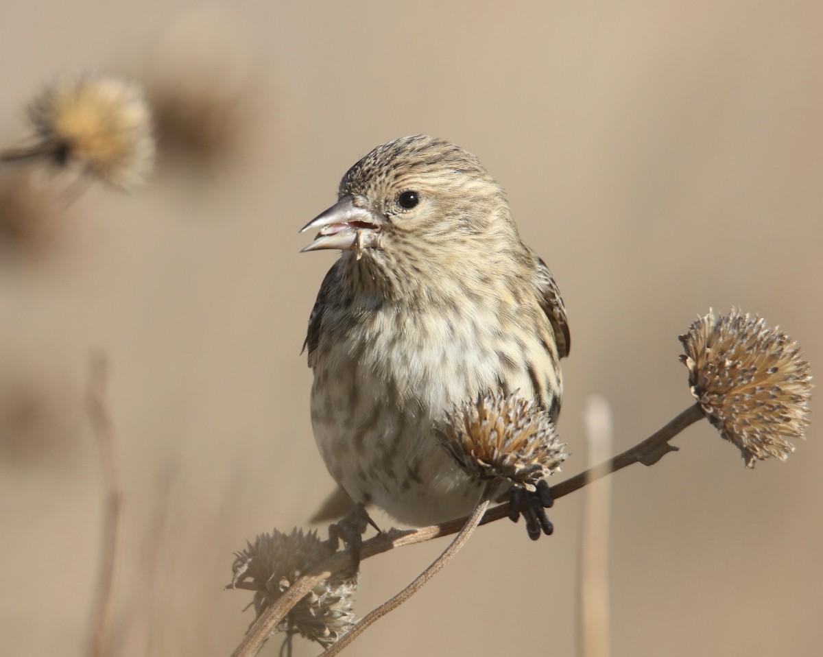 Tarin des pins - ML644733357