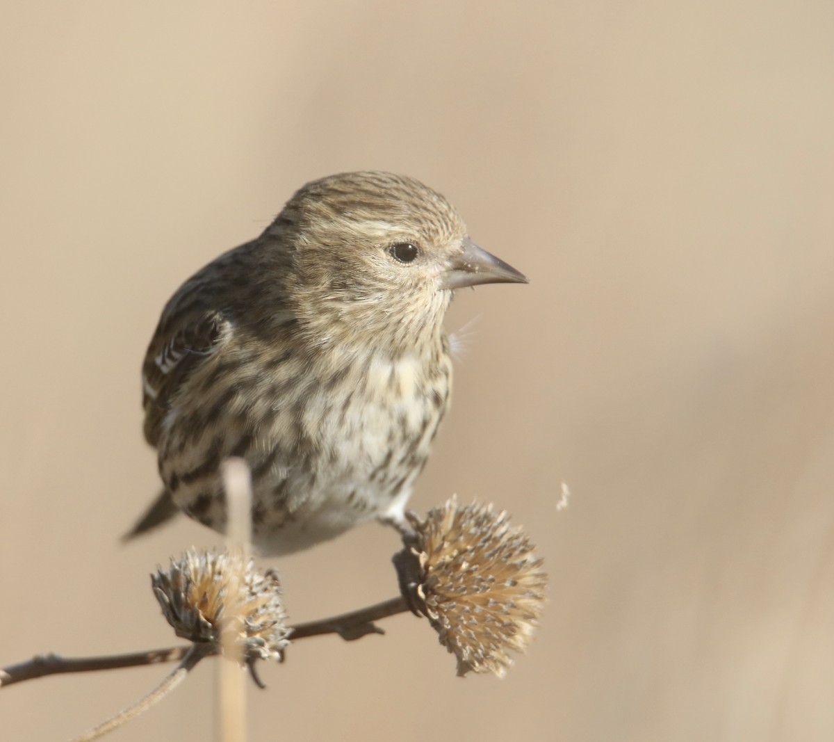 Tarin des pins - ML644733358