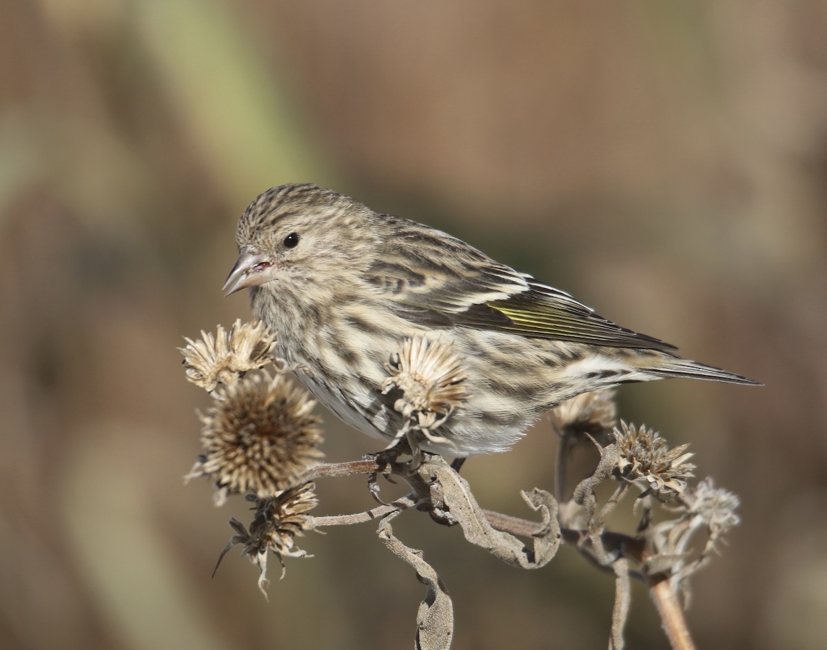 Tarin des pins - ML644733359