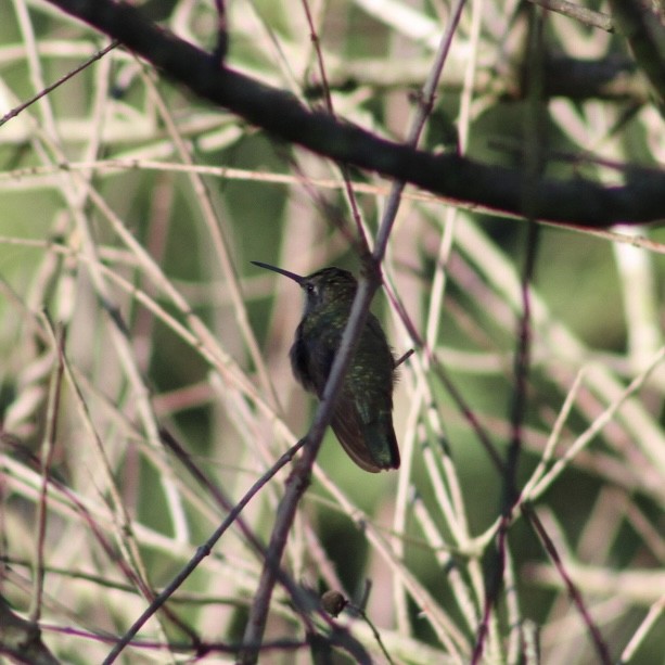 Colibri à gorge rubis - ML644733361