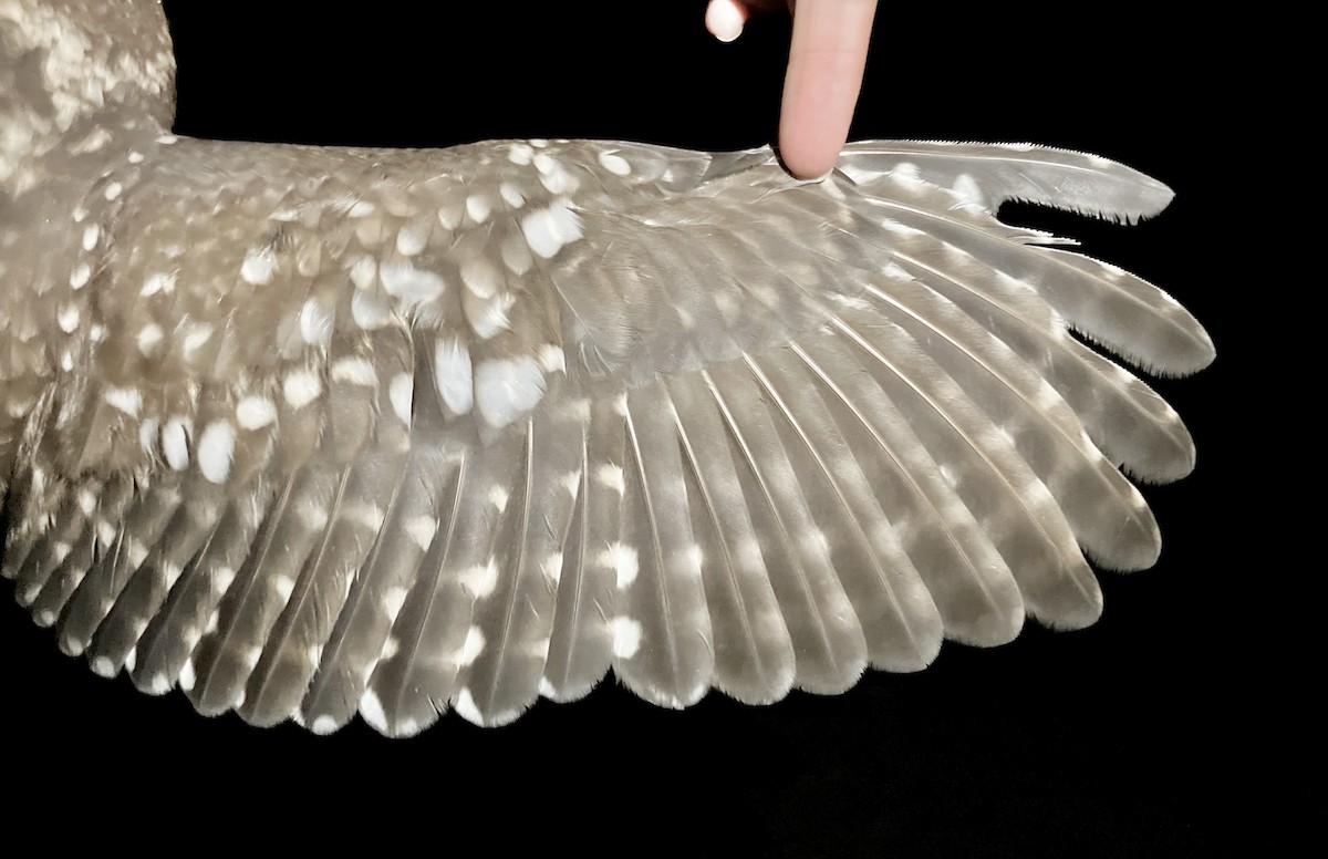 Chevêche d'Athéna - ML644733369