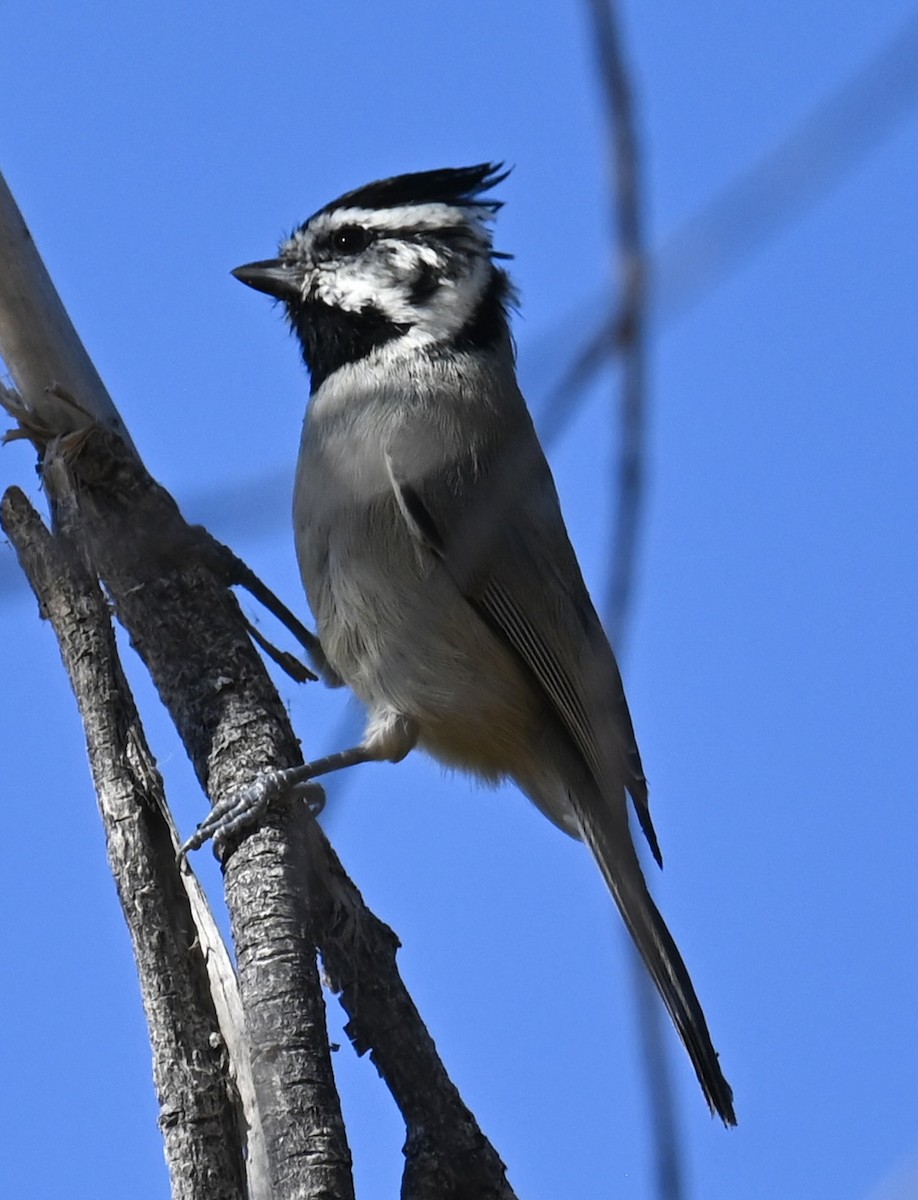 Mésange arlequin - ML644733370