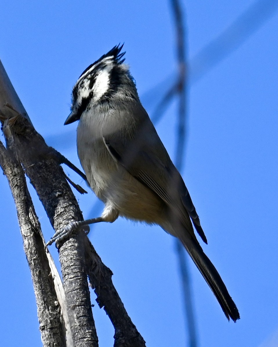Mésange arlequin - ML644733377