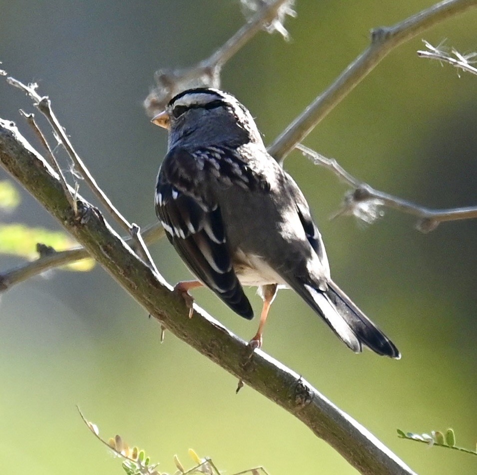 Bruant à couronne blanche - ML644733381