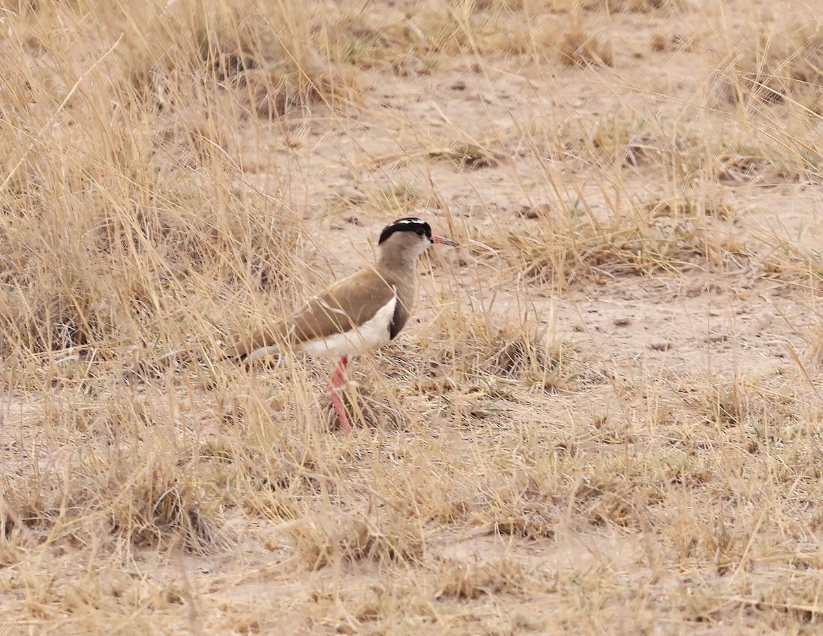 Crowned Lapwing - ML644733383
