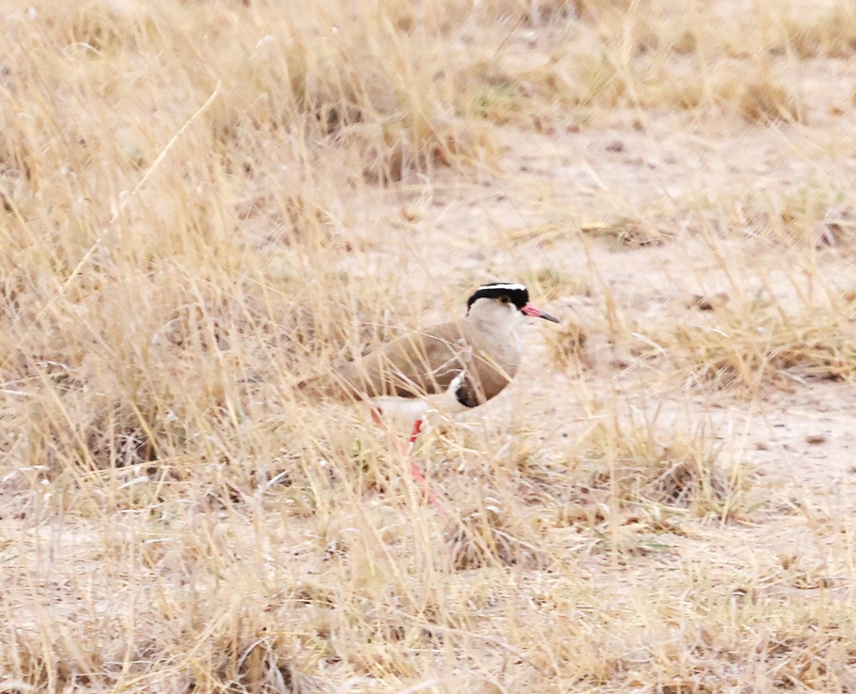 Crowned Lapwing - ML644733384