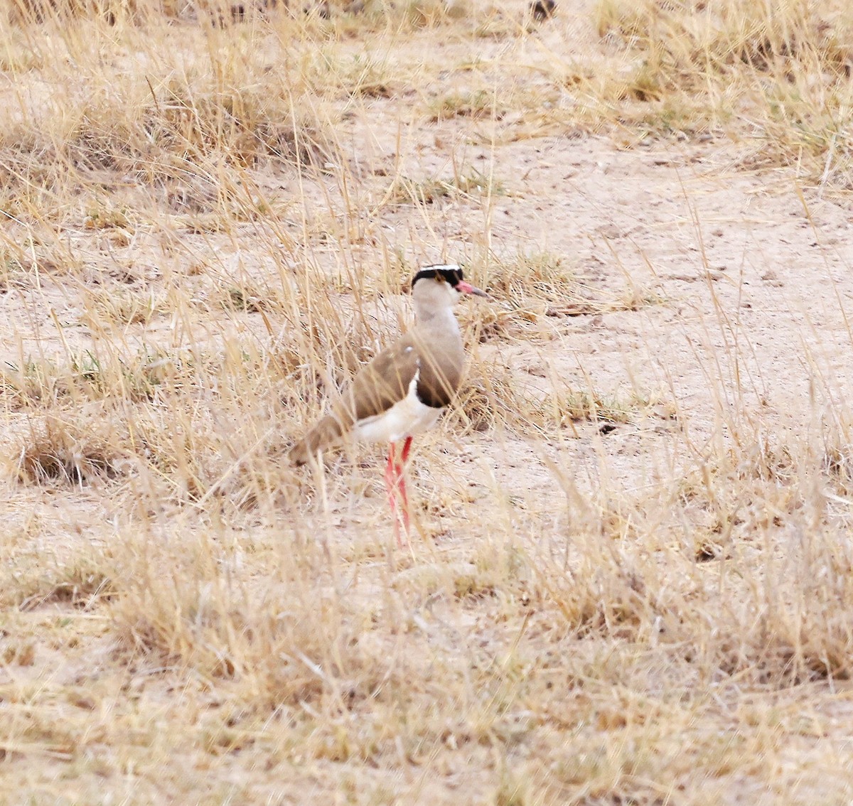 Crowned Lapwing - ML644733385