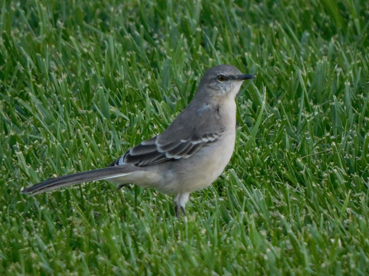Kuzeyli Taklitçi - ML644733390