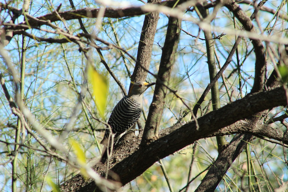 Pic à front doré - ML644733391