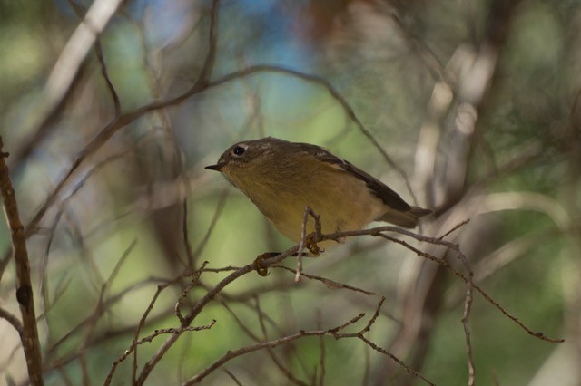 Roitelet à couronne rubis - ML644733392