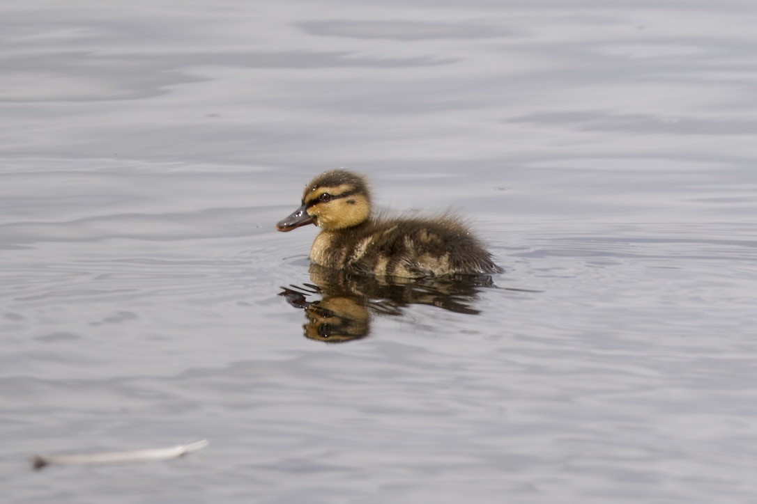 Australasian Shoveler - ML644733401