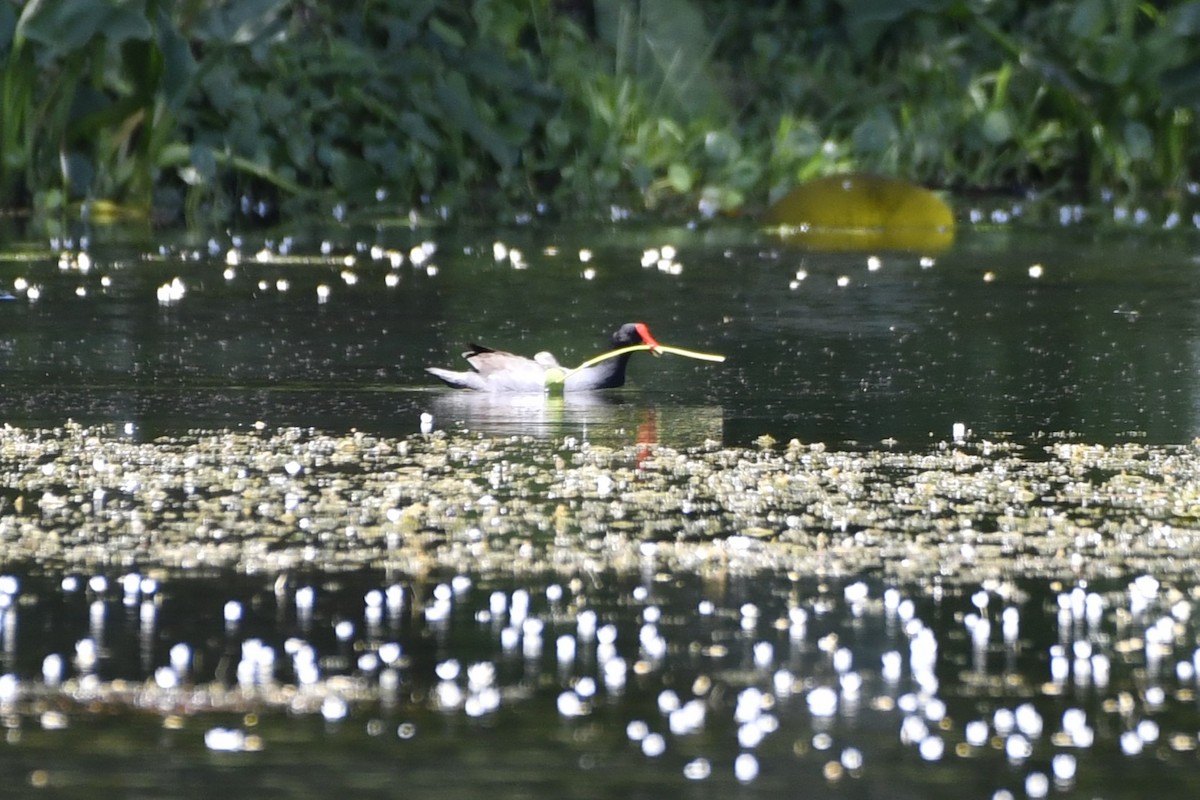 アメリカバン - ML644733409