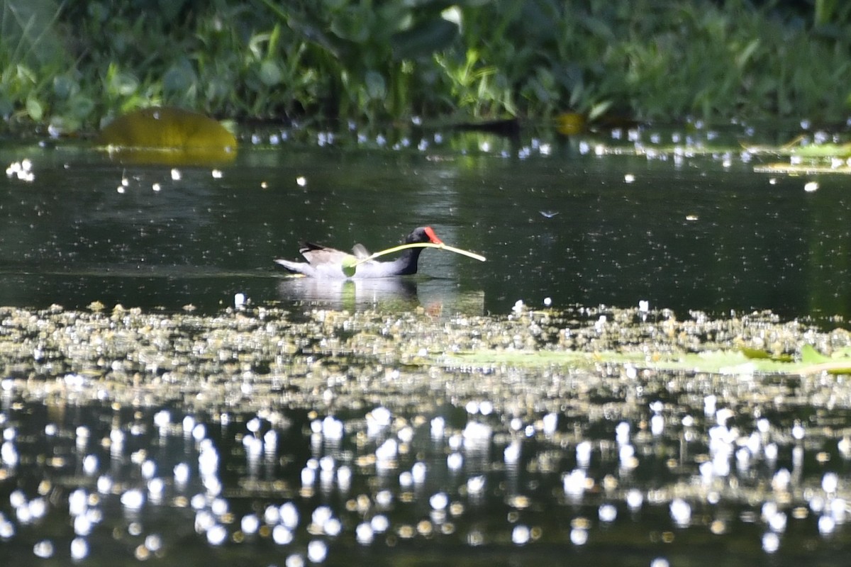 アメリカバン - ML644733410