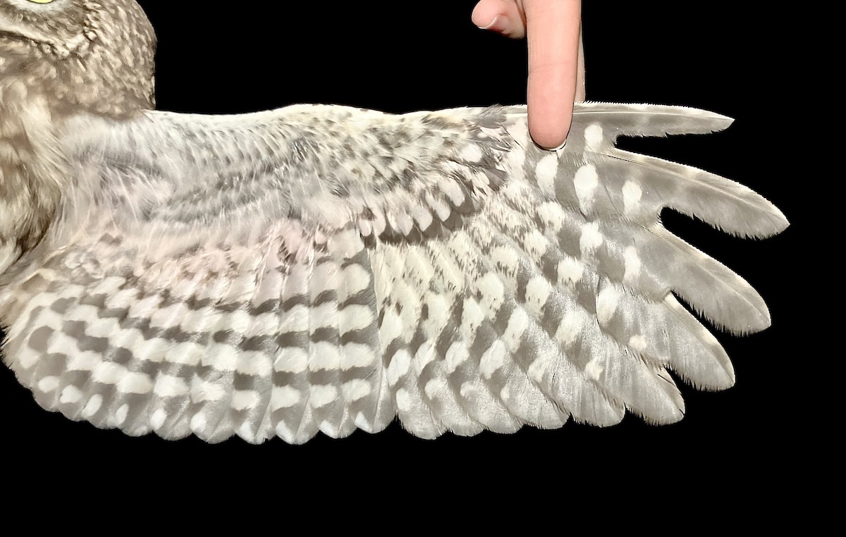 Сич хатній - ML644733412